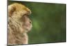 Barbary Macaque (Macaca Sylvanus) Profile, Portrait, Gibraltar Nature Reserve, Gibraltar, June-Edwin Giesbers-Mounted Photographic Print