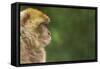 Barbary Macaque (Macaca Sylvanus) Profile, Portrait, Gibraltar Nature Reserve, Gibraltar, June-Edwin Giesbers-Framed Stretched Canvas