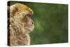 Barbary Macaque (Macaca Sylvanus) Profile, Portrait, Gibraltar Nature Reserve, Gibraltar, June-Edwin Giesbers-Stretched Canvas