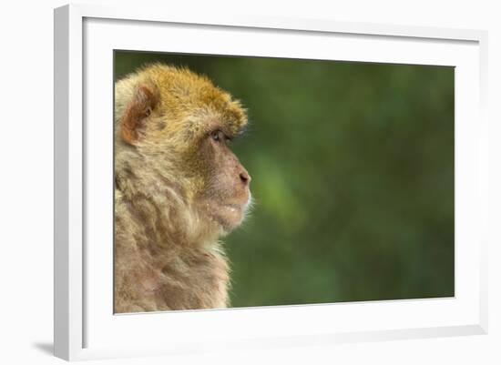 Barbary Macaque (Macaca Sylvanus) Profile, Portrait, Gibraltar Nature Reserve, Gibraltar, June-Edwin Giesbers-Framed Photographic Print