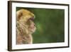 Barbary Macaque (Macaca Sylvanus) Profile, Portrait, Gibraltar Nature Reserve, Gibraltar, June-Edwin Giesbers-Framed Photographic Print