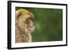 Barbary Macaque (Macaca Sylvanus) Profile, Portrait, Gibraltar Nature Reserve, Gibraltar, June-Edwin Giesbers-Framed Photographic Print