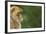 Barbary Macaque (Macaca Sylvanus) Profile, Portrait, Gibraltar Nature Reserve, Gibraltar, June-Edwin Giesbers-Framed Photographic Print