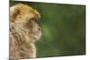 Barbary Macaque (Macaca Sylvanus) Profile, Portrait, Gibraltar Nature Reserve, Gibraltar, June-Edwin Giesbers-Mounted Photographic Print