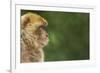 Barbary Macaque (Macaca Sylvanus) Profile, Portrait, Gibraltar Nature Reserve, Gibraltar, June-Edwin Giesbers-Framed Photographic Print