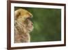 Barbary Macaque (Macaca Sylvanus) Profile, Portrait, Gibraltar Nature Reserve, Gibraltar, June-Edwin Giesbers-Framed Photographic Print