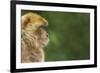 Barbary Macaque (Macaca Sylvanus) Profile, Portrait, Gibraltar Nature Reserve, Gibraltar, June-Edwin Giesbers-Framed Photographic Print