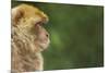 Barbary Macaque (Macaca Sylvanus) Profile, Portrait, Gibraltar Nature Reserve, Gibraltar, June-Edwin Giesbers-Mounted Photographic Print