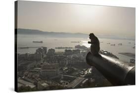 Barbary Macaque (Macaca Sylvanus) Resting on Old Canon at Sunrise-Mark Macewen-Stretched Canvas