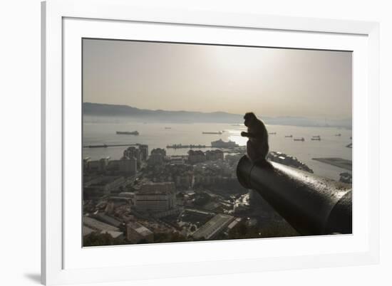 Barbary Macaque (Macaca Sylvanus) Resting on Old Canon at Sunrise-Mark Macewen-Framed Photographic Print