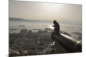 Barbary Macaque (Macaca Sylvanus) Resting on Old Canon at Sunrise-Mark Macewen-Mounted Photographic Print