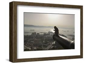 Barbary Macaque (Macaca Sylvanus) Resting on Old Canon at Sunrise-Mark Macewen-Framed Photographic Print