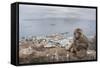 Barbary Macaque (Macaca Sylvanus) Sitting with Harbour of Gibraltar City in the Background-Edwin Giesbers-Framed Stretched Canvas