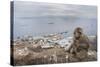 Barbary Macaque (Macaca Sylvanus) Sitting with Harbour of Gibraltar City in the Background-Edwin Giesbers-Stretched Canvas