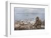 Barbary Macaque (Macaca Sylvanus) Sitting with Harbour of Gibraltar City in the Background-Edwin Giesbers-Framed Photographic Print