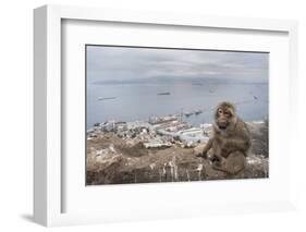 Barbary Macaque (Macaca Sylvanus) Sitting with Harbour of Gibraltar City in the Background-Edwin Giesbers-Framed Photographic Print