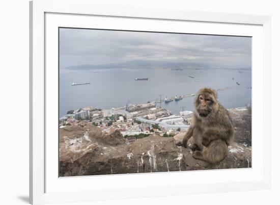 Barbary Macaque (Macaca Sylvanus) Sitting with Harbour of Gibraltar City in the Background-Edwin Giesbers-Framed Photographic Print