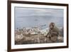 Barbary Macaque (Macaca Sylvanus) Sitting with Harbour of Gibraltar City in the Background-Edwin Giesbers-Framed Photographic Print