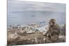 Barbary Macaque (Macaca Sylvanus) Sitting with Harbour of Gibraltar City in the Background-Edwin Giesbers-Mounted Photographic Print
