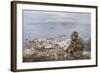 Barbary Macaque (Macaca Sylvanus) Sitting with Harbour of Gibraltar City in the Background-Edwin Giesbers-Framed Photographic Print