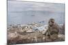 Barbary Macaque (Macaca Sylvanus) Sitting with Harbour of Gibraltar City in the Background-Edwin Giesbers-Mounted Photographic Print