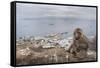 Barbary Macaque (Macaca Sylvanus) Sitting with Harbour of Gibraltar City in the Background-Edwin Giesbers-Framed Stretched Canvas