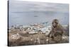 Barbary Macaque (Macaca Sylvanus) Sitting with Harbour of Gibraltar City in the Background-Edwin Giesbers-Stretched Canvas