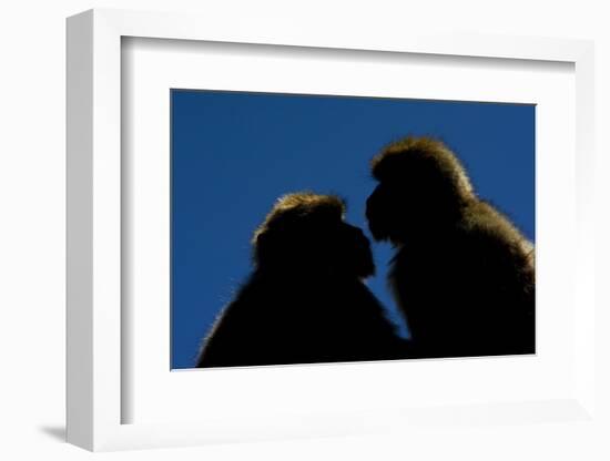 Barbary Macaque (Macaca Sylvanus) Two Sitting Close Together-Edwin Giesbers-Framed Photographic Print