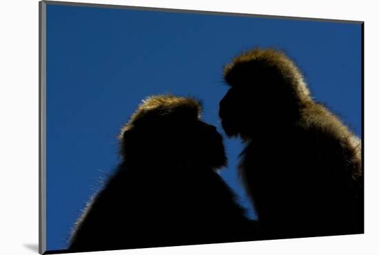 Barbary Macaque (Macaca Sylvanus) Two Sitting Close Together-Edwin Giesbers-Mounted Photographic Print