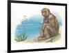 Barbary Macaque Macaca Sylvanus with a Young-null-Framed Giclee Print