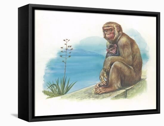 Barbary Macaque Macaca Sylvanus with a Young-null-Framed Stretched Canvas