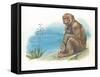 Barbary Macaque Macaca Sylvanus with a Young-null-Framed Stretched Canvas