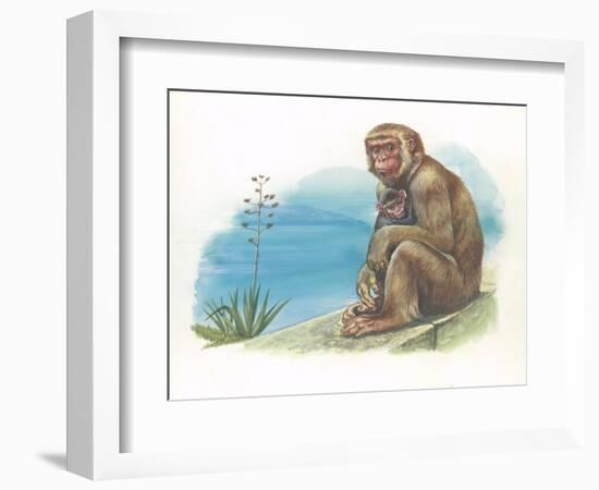 Barbary Macaque Macaca Sylvanus with a Young-null-Framed Giclee Print