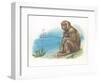 Barbary Macaque Macaca Sylvanus with a Young-null-Framed Giclee Print