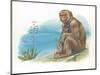 Barbary Macaque Macaca Sylvanus with a Young-null-Mounted Giclee Print
