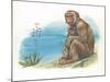 Barbary Macaque Macaca Sylvanus with a Young-null-Mounted Giclee Print