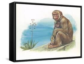 Barbary Macaque Macaca Sylvanus with a Young-null-Framed Stretched Canvas