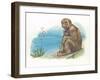 Barbary Macaque Macaca Sylvanus with a Young-null-Framed Giclee Print