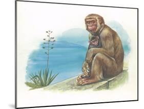 Barbary Macaque Macaca Sylvanus with a Young-null-Mounted Giclee Print