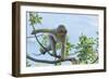 Barbary Macaque (Macaca Sylvanus) Youngster Climbing, Gibraltar Nature Reserve, Gibraltar-Edwin Giesbers-Framed Photographic Print