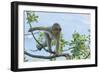 Barbary Macaque (Macaca Sylvanus) Youngster Climbing, Gibraltar Nature Reserve, Gibraltar-Edwin Giesbers-Framed Photographic Print