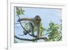 Barbary Macaque (Macaca Sylvanus) Youngster Climbing, Gibraltar Nature Reserve, Gibraltar-Edwin Giesbers-Framed Photographic Print