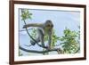 Barbary Macaque (Macaca Sylvanus) Youngster Climbing, Gibraltar Nature Reserve, Gibraltar-Edwin Giesbers-Framed Photographic Print