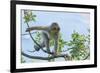 Barbary Macaque (Macaca Sylvanus) Youngster Climbing, Gibraltar Nature Reserve, Gibraltar-Edwin Giesbers-Framed Photographic Print