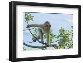 Barbary Macaque (Macaca Sylvanus) Youngster Climbing, Gibraltar Nature Reserve, Gibraltar-Edwin Giesbers-Framed Photographic Print