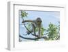 Barbary Macaque (Macaca Sylvanus) Youngster Climbing, Gibraltar Nature Reserve, Gibraltar-Edwin Giesbers-Framed Photographic Print