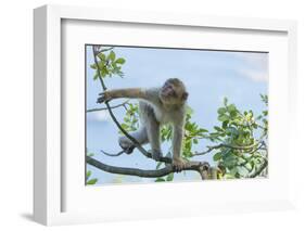 Barbary Macaque (Macaca Sylvanus) Youngster Climbing, Gibraltar Nature Reserve, Gibraltar-Edwin Giesbers-Framed Photographic Print