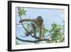 Barbary Macaque (Macaca Sylvanus) Youngster Climbing, Gibraltar Nature Reserve, Gibraltar-Edwin Giesbers-Framed Photographic Print