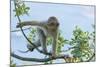 Barbary Macaque (Macaca Sylvanus) Youngster Climbing, Gibraltar Nature Reserve, Gibraltar-Edwin Giesbers-Mounted Photographic Print