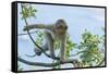 Barbary Macaque (Macaca Sylvanus) Youngster Climbing, Gibraltar Nature Reserve, Gibraltar-Edwin Giesbers-Framed Stretched Canvas